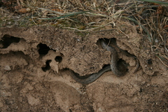 Macroprotodon brevis