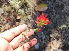 Castilleja bryantii