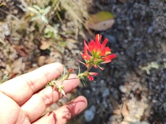 Castilleja bryantii