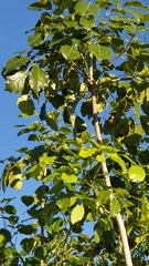 Metopium brownei