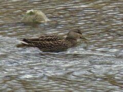 Anas rubripes × platyrhynchos