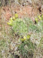 Opuntia polyacantha