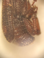 Sitophilus oryzae