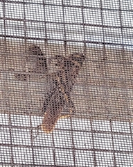 Schistocerca melanocera
