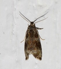 Olethreutes appendiceum