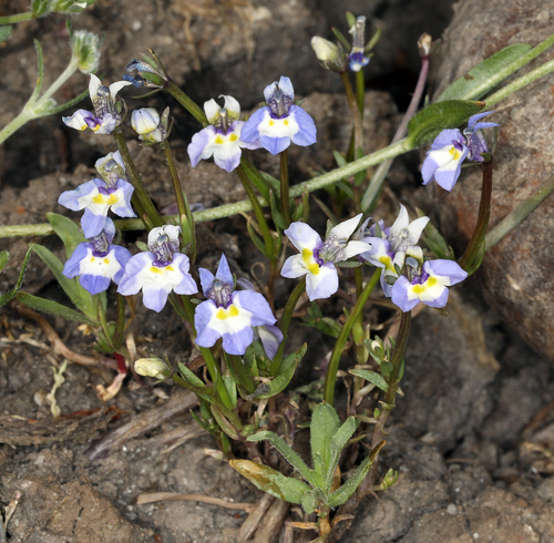 iNaturalist observation photo of Doublehorn Calicoflower