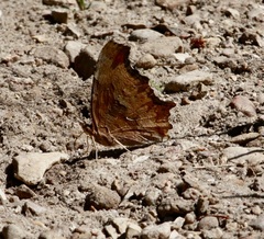 Polygonia satyrus