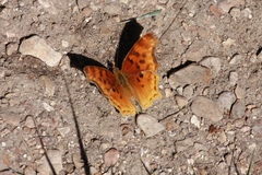 Polygonia satyrus
