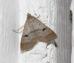 Bleptina caradrinalis