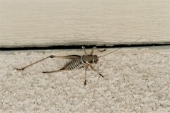 Pediodectes stevensonii