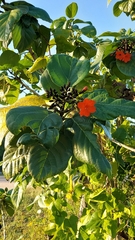 Cordia sebestena