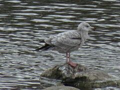 Larus argentatus