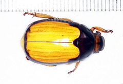 Platycoelia marginata