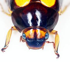 Platycoelia marginata