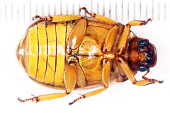 Platycoelia marginata