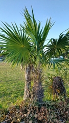 Thrinax radiata