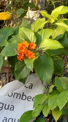 Cordia sebestena