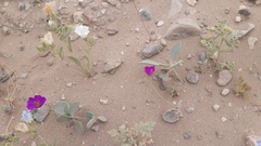 Cistanthe grandiflora