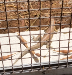 Microlophus indefatigabilis