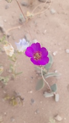 Cistanthe grandiflora