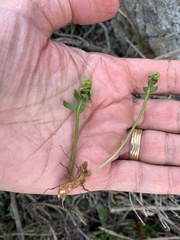 Polypodium californicum
