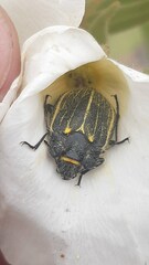 Geoborus rugipennis