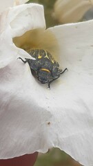 Geoborus rugipennis