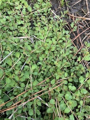 Ludwigia microcarpa