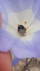 Alloscirtetica