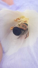 Alloscirtetica