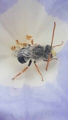 Alloscirtetica