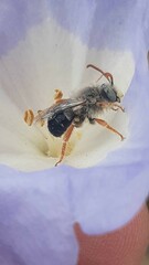 Alloscirtetica