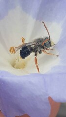 Alloscirtetica