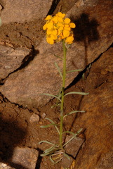 Erysimum capitatum
