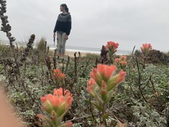 Castilleja affinis affinis