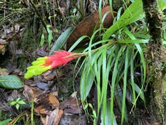 Guzmania pearcei