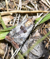 Epilecta linogrisea