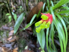 Guzmania pearcei