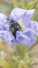 Geoborus rugipennis