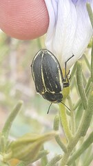Geoborus rugipennis