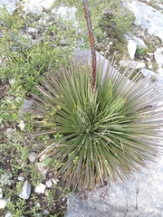 Agave striata
