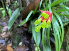 Guzmania pearcei