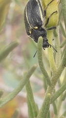 Geoborus rugipennis