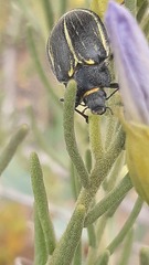 Geoborus rugipennis
