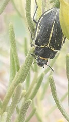 Geoborus rugipennis