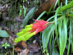 Guzmania pearcei