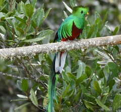 Pharomachrus mocinno