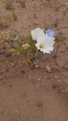 Nolana baccata