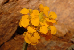 Erysimum capitatum