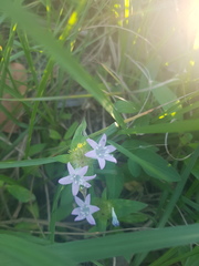 Richardia grandiflora